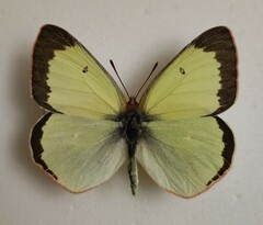 Colias palaeno