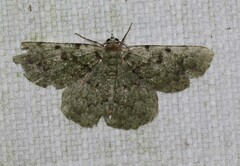 Aeolochroma viridicata