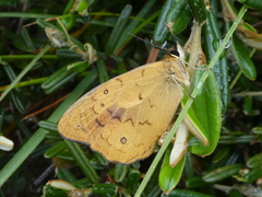 Heteronympha solandri