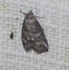 Calathusa basicunea