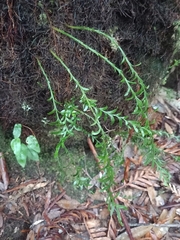 Tmesipteris