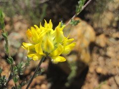 Aspalathus tridentata