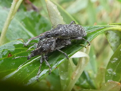 Pachyura australis