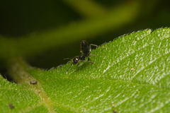 Technomyrmex sophiae