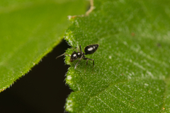 Technomyrmex sophiae
