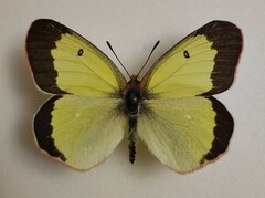 Colias palaeno