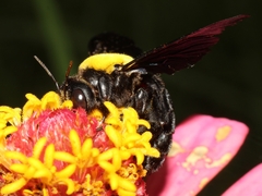 Xylocopa aestuans