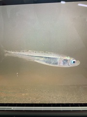 Atherinomorus vaigiensis