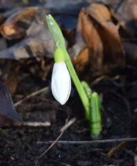 Galanthus plicatus