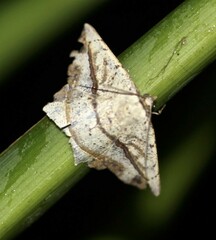 Polyacme subpulchra