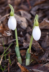 Galanthus plicatus