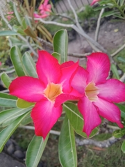 Apocynoideae