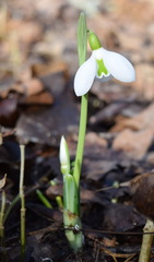 Galanthus plicatus