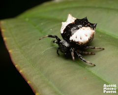 Gasteracantha sacerdotalis