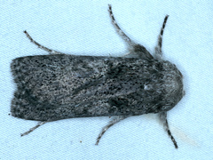 Cryptophasa irrorata