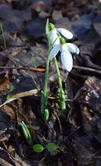 Galanthus plicatus