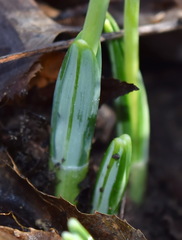 Galanthus plicatus