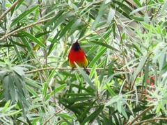 Aethopyga gouldiae