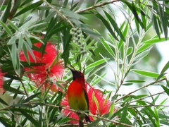 Aethopyga gouldiae
