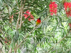Aethopyga gouldiae