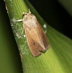 Mythimna convecta