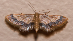 Idaea trypheropa