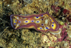 Goniobranchus kuniei