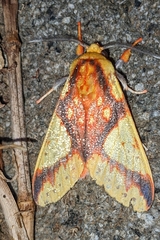 Symphlebia