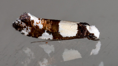 Monopis icterogastra