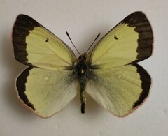 Colias palaeno