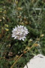 Armeria
