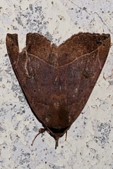 Goniocarsia