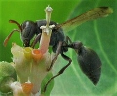 Ropalidia revolutionalis