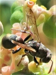 Ropalidia revolutionalis