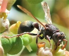 Ropalidia revolutionalis