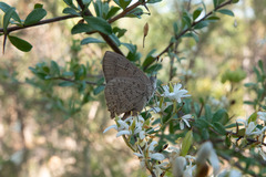 Paralucia pyrodiscus lucida