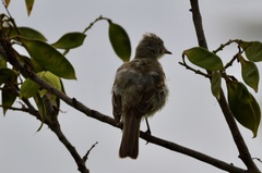 Elaenia flavogaster