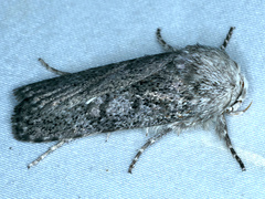 Cryptophasa irrorata