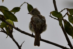 Elaenia flavogaster