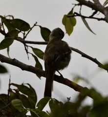 Elaenia flavogaster