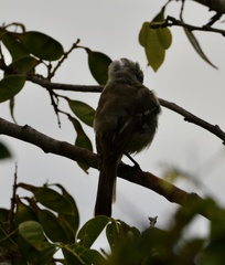 Elaenia flavogaster