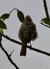 Elaenia flavogaster