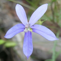 Lithotoma axillaris