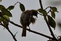 Elaenia flavogaster