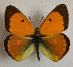 Colias myrmidone