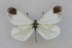 Leptidea duponcheli