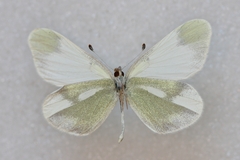 Leptidea duponcheli
