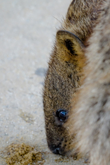 Setonix brachyurus