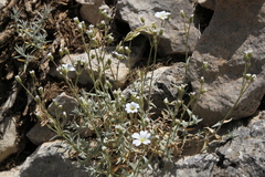 Cerastium tomentosum