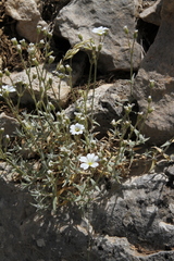 Cerastium tomentosum
